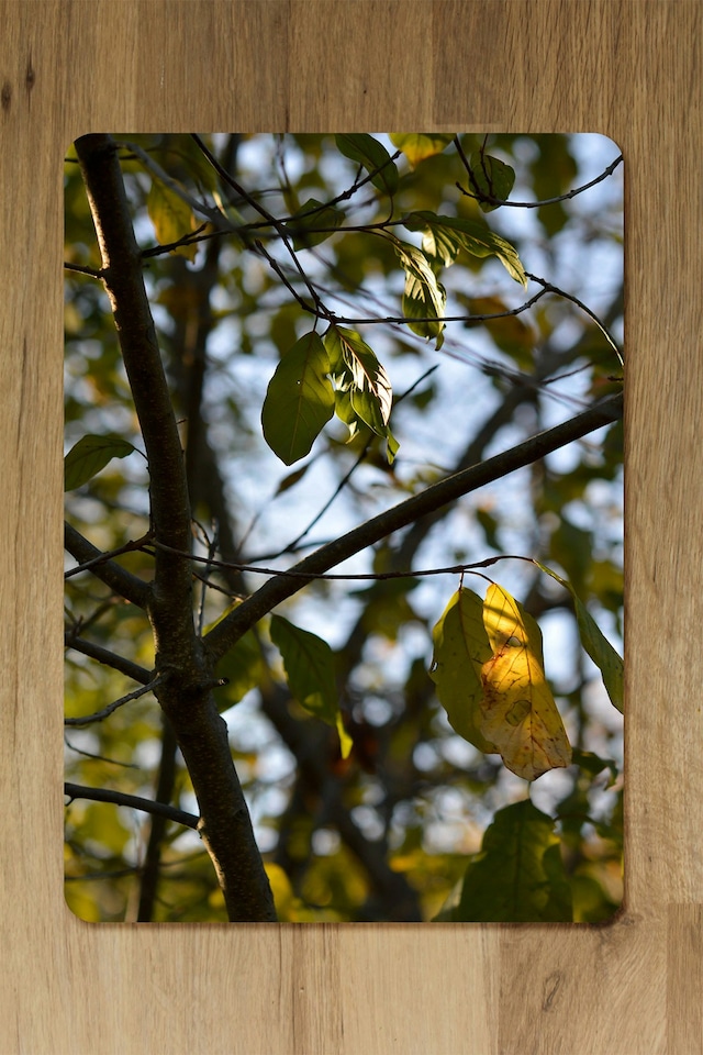 image 1 of Tree leaves in the sunshine nature photography, leaves and branches (Placemat & Coaster Set)
