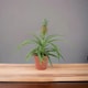 image 2 of Pineapple Plant in Seagrass Basket  Unique Indoor Bromeliad, Anti-Snoring Plant