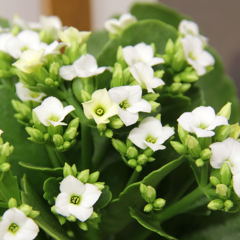 image 1 of 1 x White Real Kalanchoe Plant Flaming Katy in 10.5cm Pot - Low Maintenance Live Flowering Succulent Houseplant