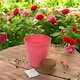 image 2 of Flower Growing Kit | Blue | Lathyrus | 1