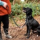 image 2 of Mountain Paws Extra Stretch Dog Lead