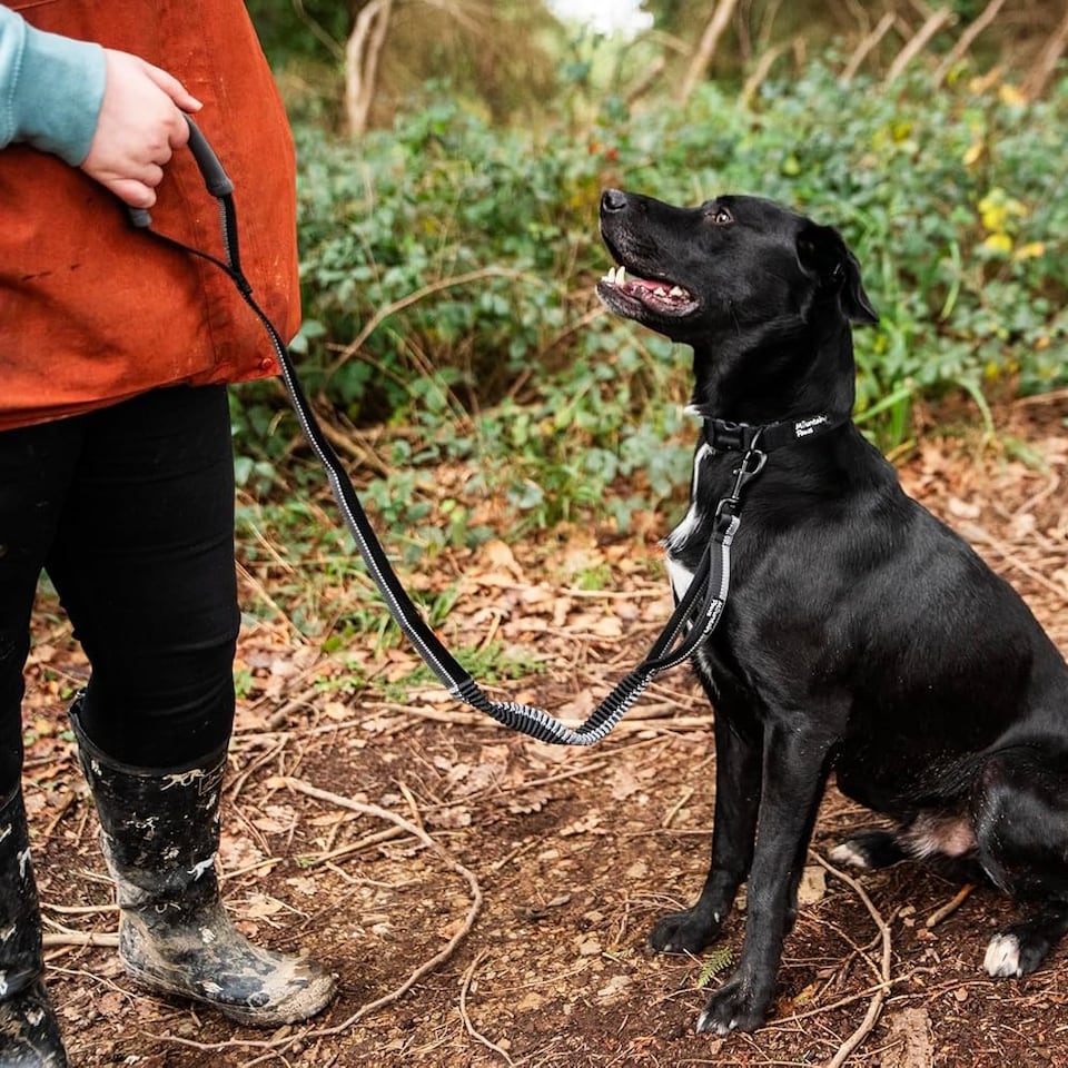 image 1 of Mountain Paws Extra Stretch Dog Lead