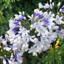 Marshalls Garden Agapanthus 'Twister' - Bicolour Blue & White Perennial 2 litre