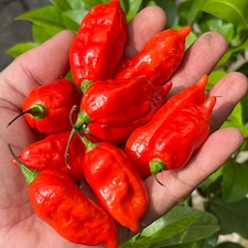Chilli Pepper Pit Viper Naga Seeds - Superhot Capsicum chinense 1M SHU Wrinkled Pods 6 Seeds