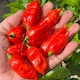 image 1 of Chilli Pepper Pit Viper Naga Seeds - Superhot Capsicum chinense 1M SHU Wrinkled Pods 6 Seeds
