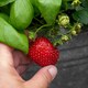 image 2 of Marshalls Garden Strawberry 'Summer Breeze Cherry' - 3 plug plants | Red | Rose-pink