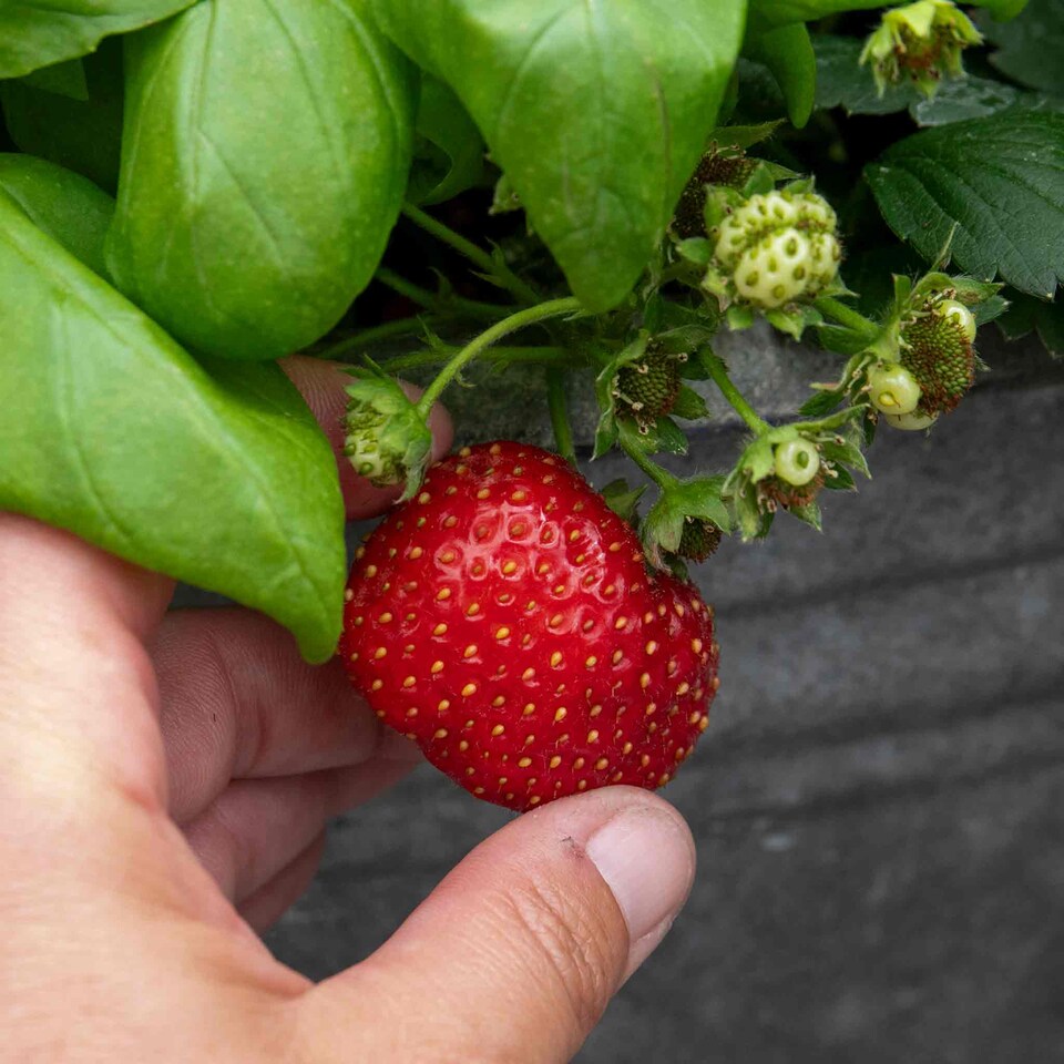 image 1 of Marshalls Garden Strawberry 'Summer Breeze Cherry' - 3 plug plants | Red | Rose-pink