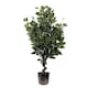 image 1 of Artificial 110cm Evergreen Ficus Tree Multicolour Planter | Green | 3ft