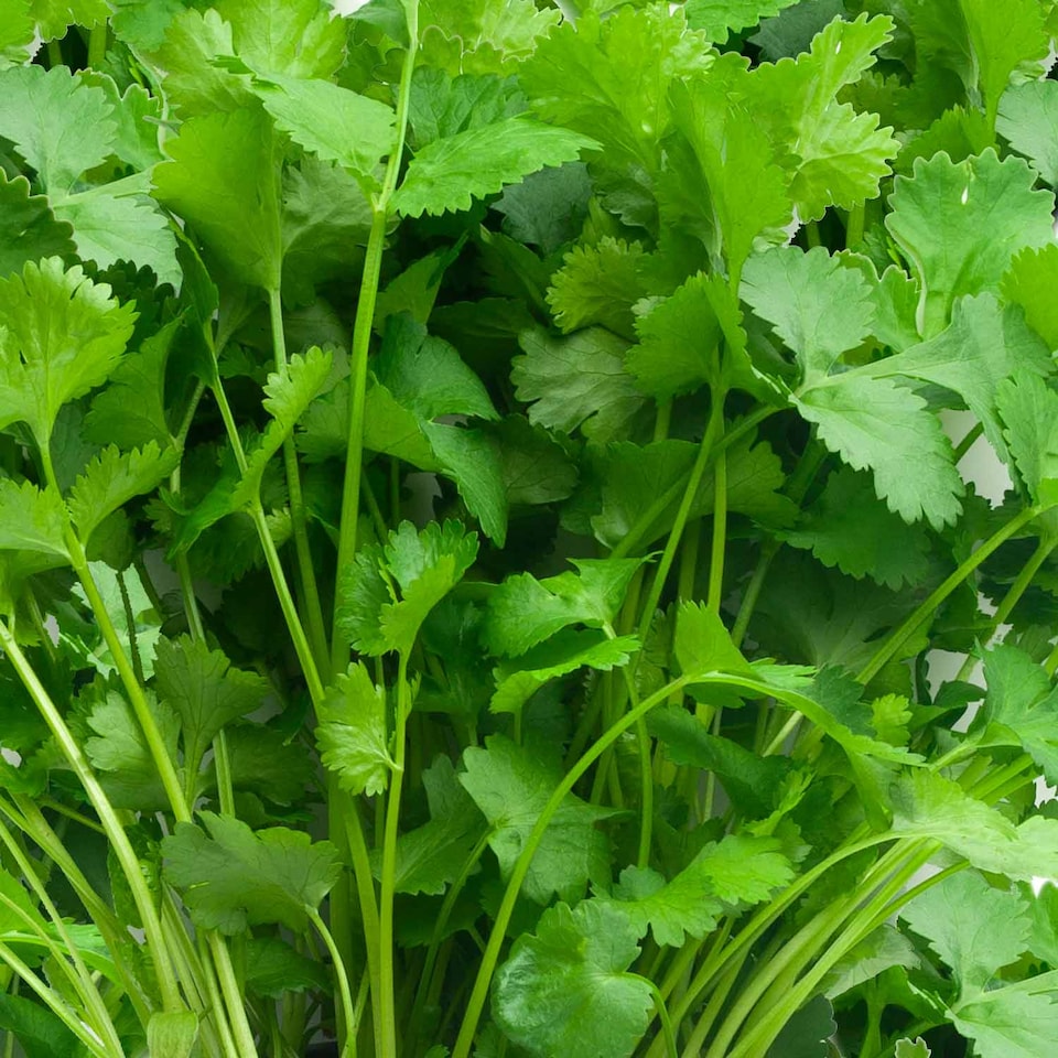 Marshalls Garden Coriander Seeds 'Cruiser' (Slow-to-Bolt, High Yield) 250 seeds