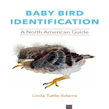 Baby Bird Identification Paperback Book