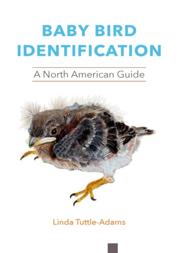 Baby Bird Identification Paperback Book