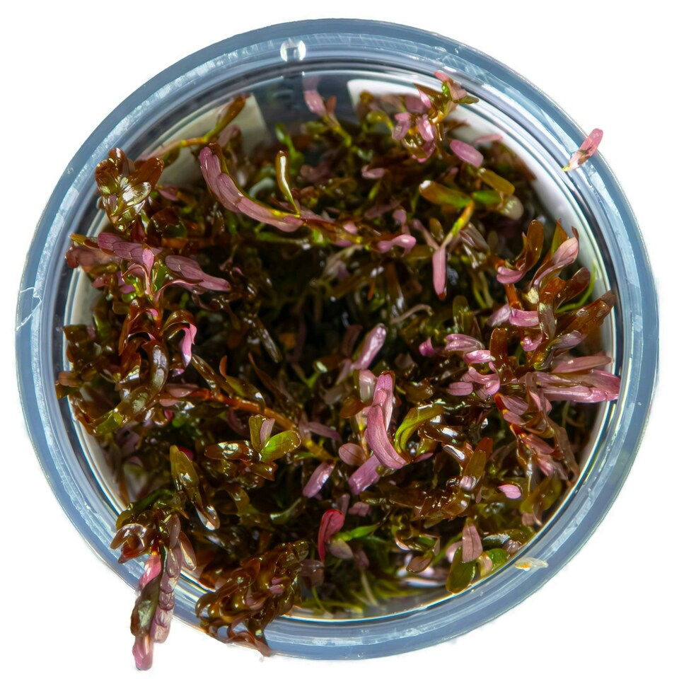 image 1 of Tropica Rotala rotundifolia 'Blood Red' (Medium, Red) 1-2-Grow! N/A