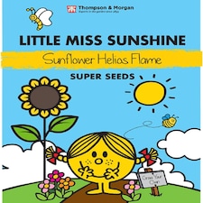 Mr. Men Little Miss - Little Miss Sunshine - Sunflower Helios Flame - 1 Packet (10 Seeds)