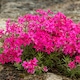 image 1 of Phlox Subulata Red Admiral (Red Wings) 1 PostiPlug Plant