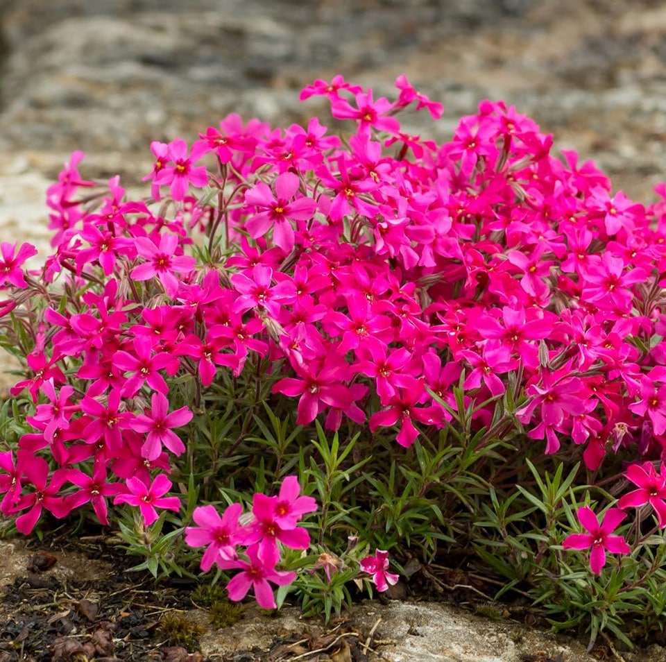 image 1 of Phlox Subulata Red Admiral (Red Wings) 1 PostiPlug Plant