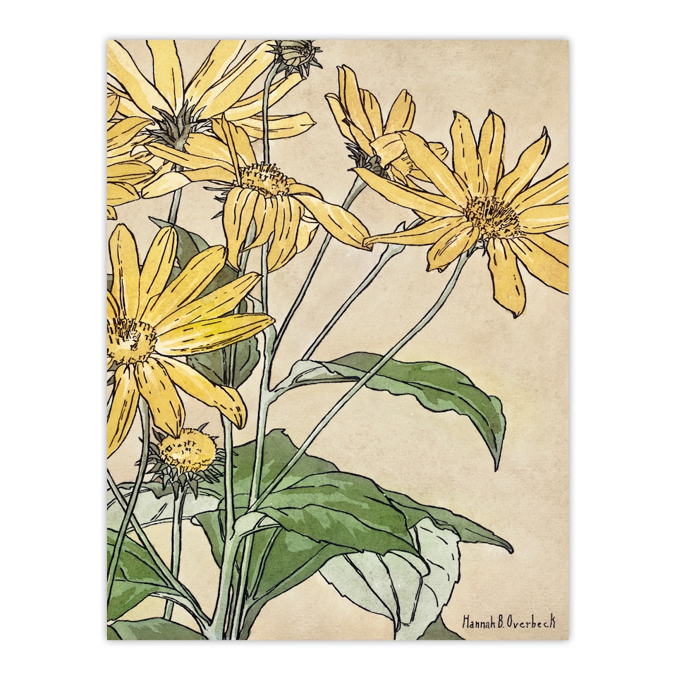 image 1 of Hannah Borger Overbeck Framed Wall Art Print Sunflowers Watercolour Home Décor