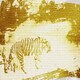 image 1 of Golden Tiger (Canvas Print) 60" x 40"