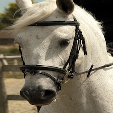 Rhinegold Bridle Black | Size: Cob
Colour: Black