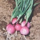 image 1 of Thompson & Morgan Purplette Onion Seeds Small Purple Salad Spring Onion Easy Grow Veg Garden Container Friendly