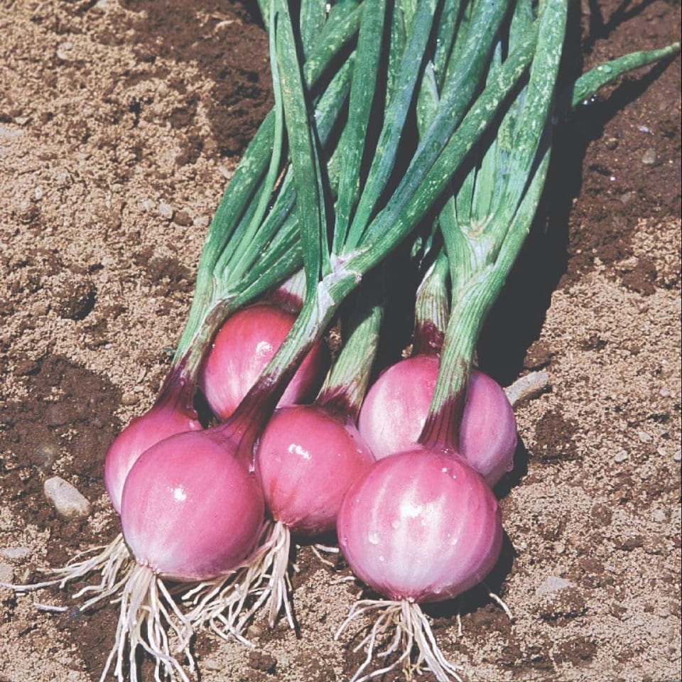 image 1 of Thompson & Morgan Purplette Onion Seeds Small Purple Salad Spring Onion Easy Grow Veg Garden Container Friendly