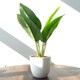 image 4 of Pack of 6 x 45cm Artificial Aureum Plant