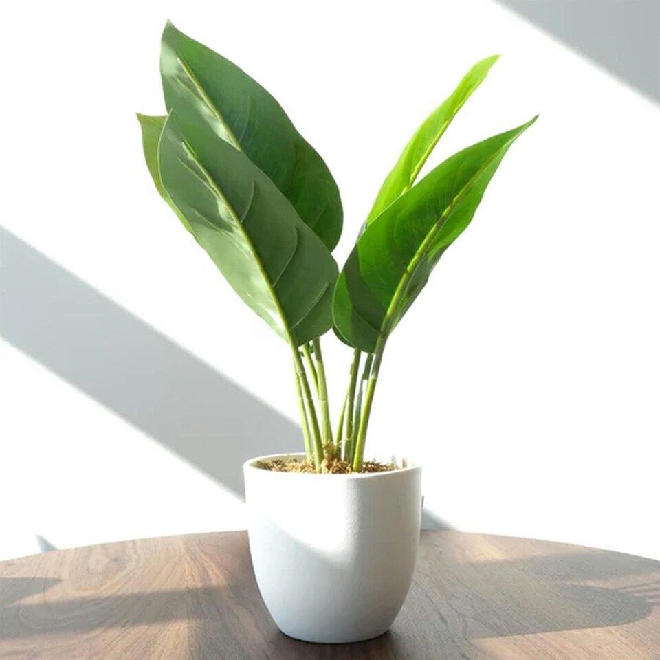 image 1 of Pack of 6 x 45cm Artificial Aureum Plant