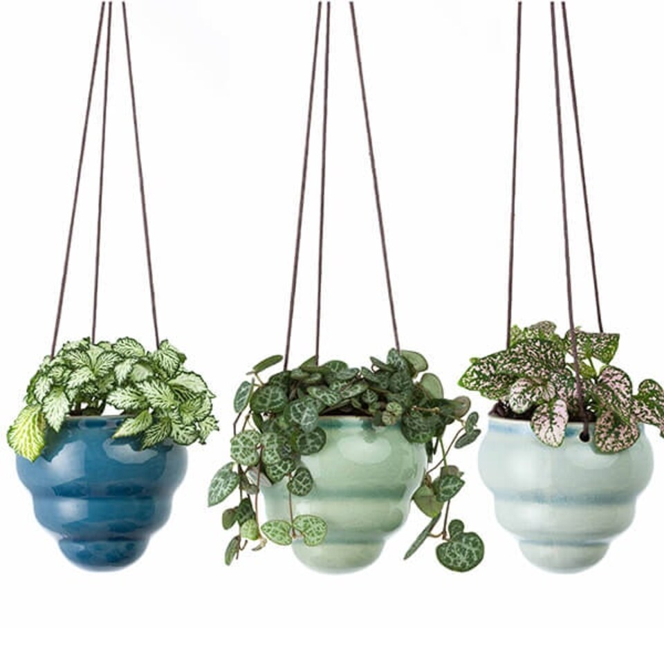 image 1 of Burgon & Ball Hanging Pot Baby Bombino Trio