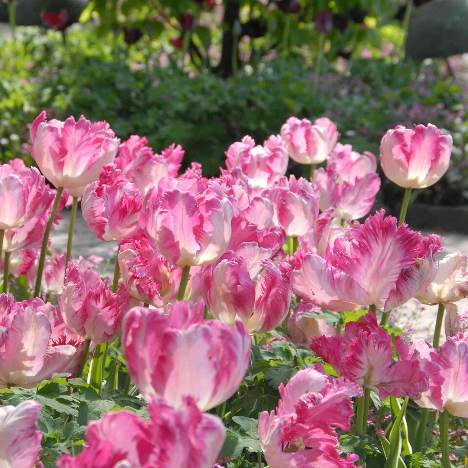 image 1 of Marshalls Garden Tulip 'Silver Parrot' - 8 x Bulbs (size 12+)