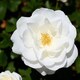 image 1 of Carbeth Plants Kristal Rose - White Floribunda Rose Bush in 3 Litre Pot - Pollinator Friendly