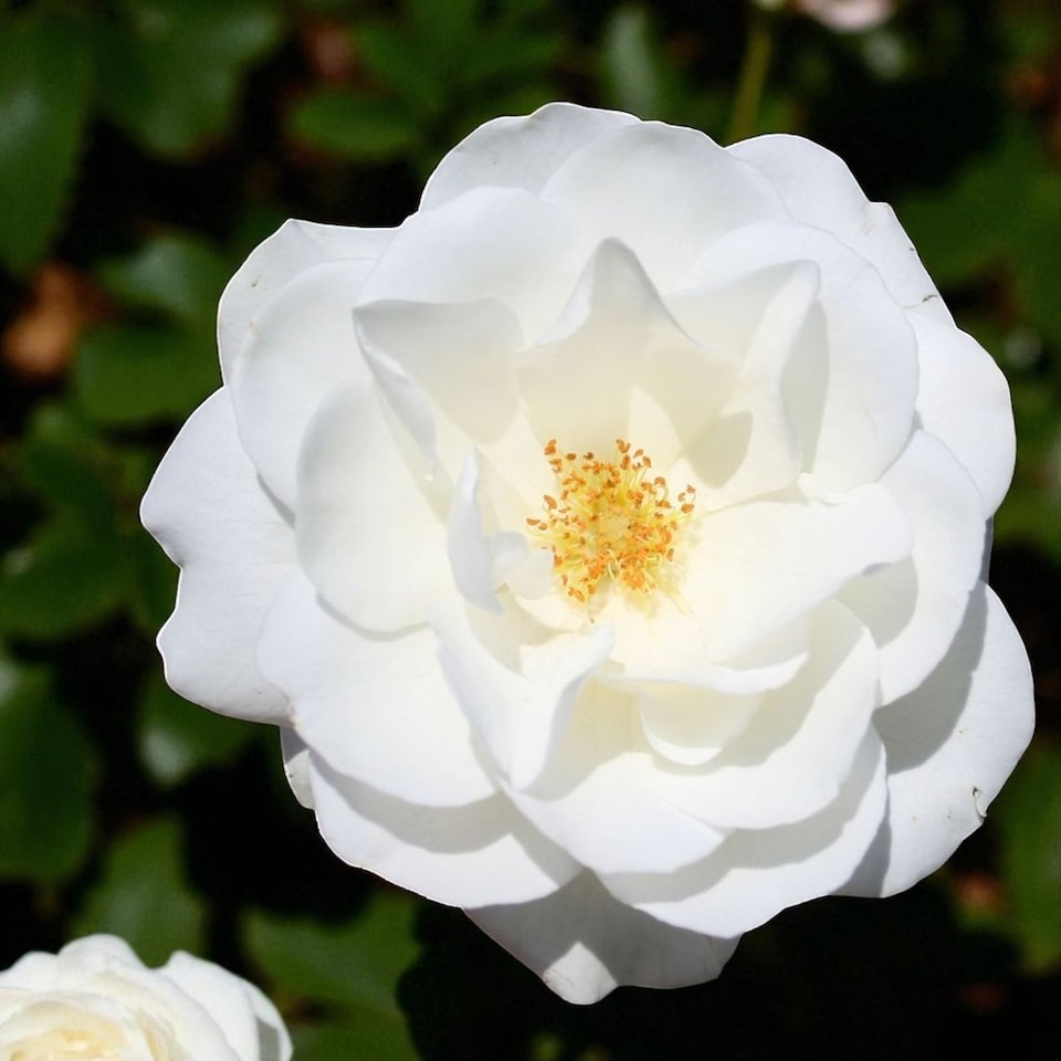 image 1 of Carbeth Plants Kristal Rose - White Floribunda Rose Bush in 3 Litre Pot - Pollinator Friendly