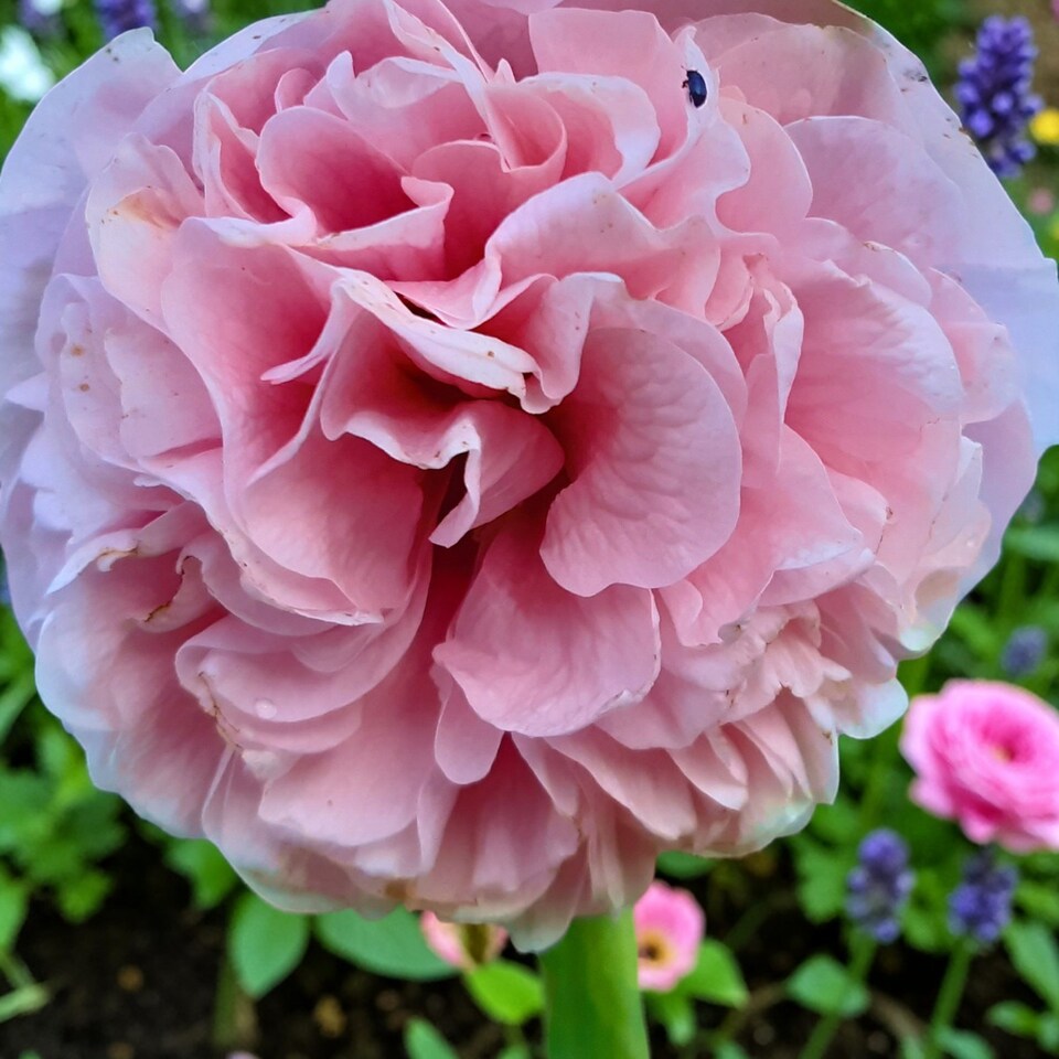 image 1 of Carbeth Plants 2 x Alcea Apple Blossom in 1L Pot - Hardy Hollyhock Cottage Garden Perennial Plant | Multi