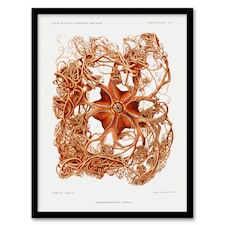 Vintage Marine Life Deep Sea Basket Star Starfish Framed Wall Art Print A4
