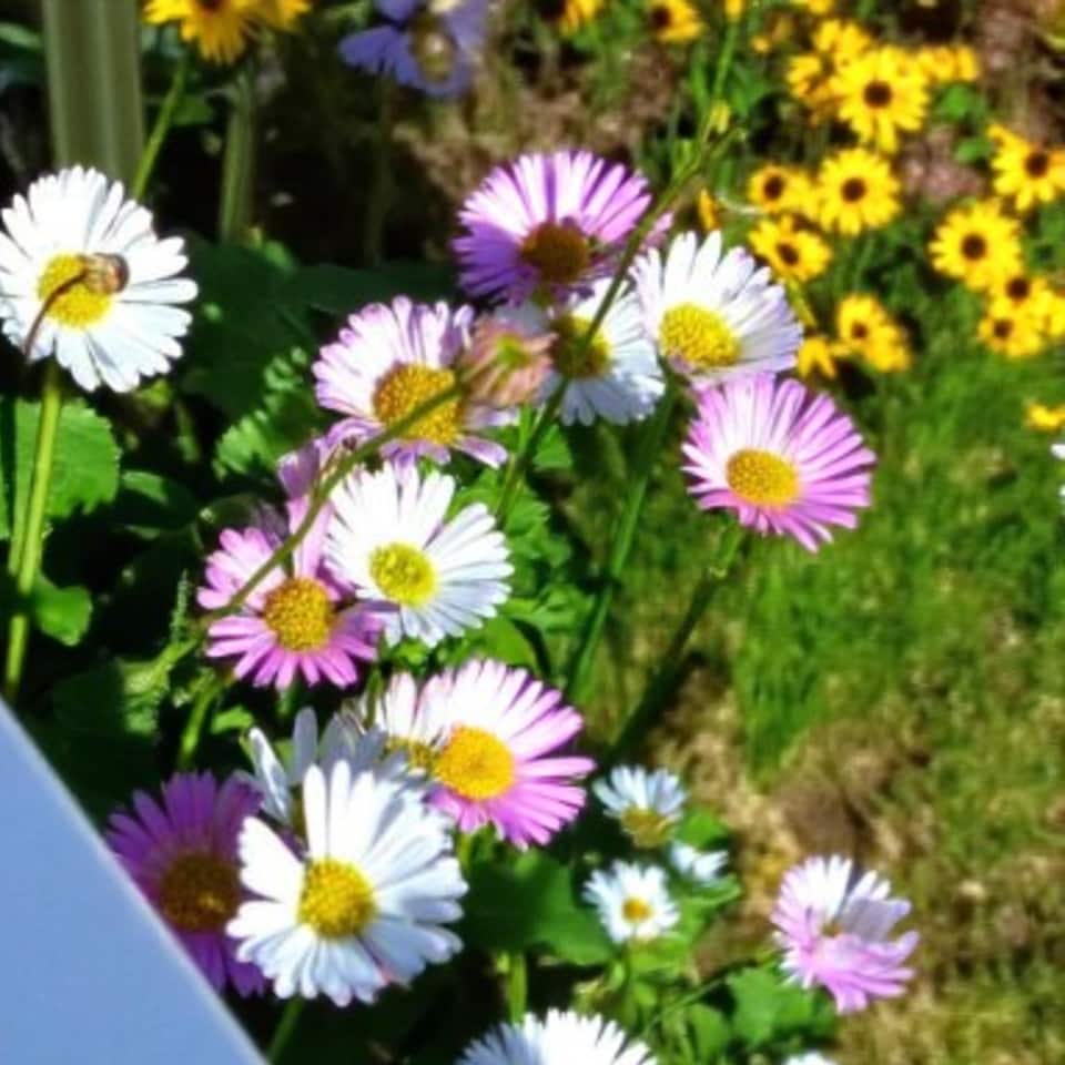 image 1 of Carbeth Plants Erigeron Karvinskianus Profusion 3 x 1L Pot - Mexican Fleabane Garden Perennial
