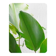 Green Leaf Blanket