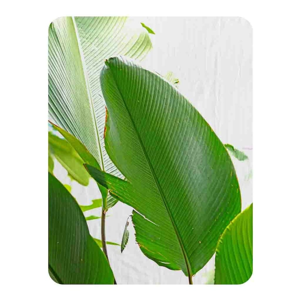 Green Leaf Blanket