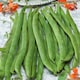 image 2 of Runner Bean Lady Di (Organic) | Multi | Green, Red
