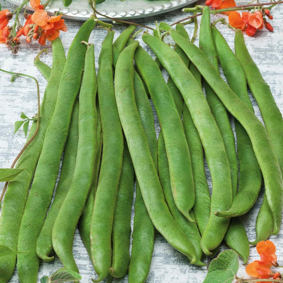 image 1 of Runner Bean Lady Di (Organic) | Multi | Green, Red