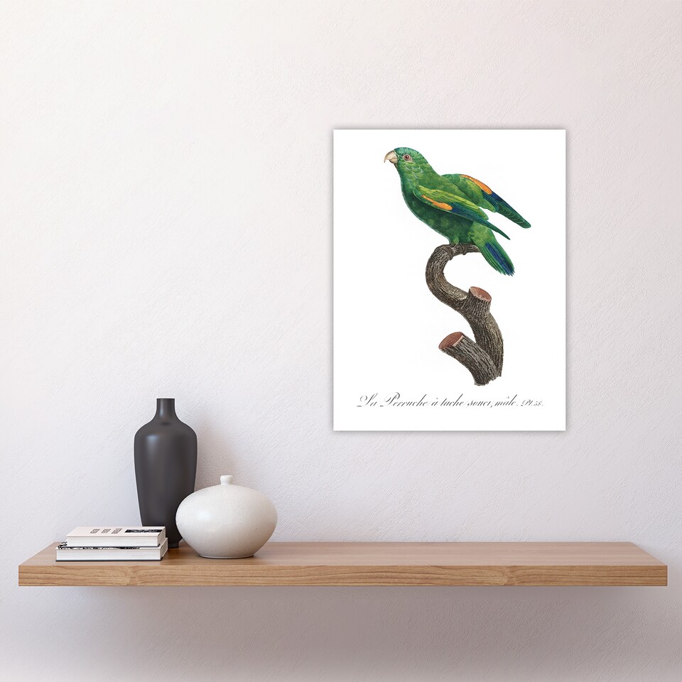 image 1 of The Marigold Lorikeet Parrot Levaillant Wall Art Poster Print 12X16"
