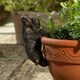 image 3 of Antique Bronze Coloured Schnauzer Pot Buddy Plant Pot Hanger