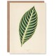 image 1 of Benjamin Fawcett Art Card Vintage Botanical Tiger Plant Leaf