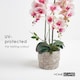 image 5 of Homescapes Pink Orchid 64 cm Phalaenopsis in Cement Pot Extra Large, 3 Stems