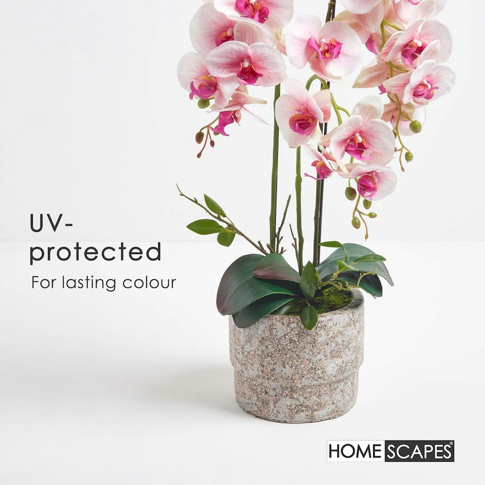 image 1 of Homescapes Pink Orchid 64 cm Phalaenopsis in Cement Pot Extra Large, 3 Stems