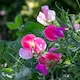 image 10 of Sweet Pea Cupid Mix | Multi | Mixed | Flower Seeds | 1