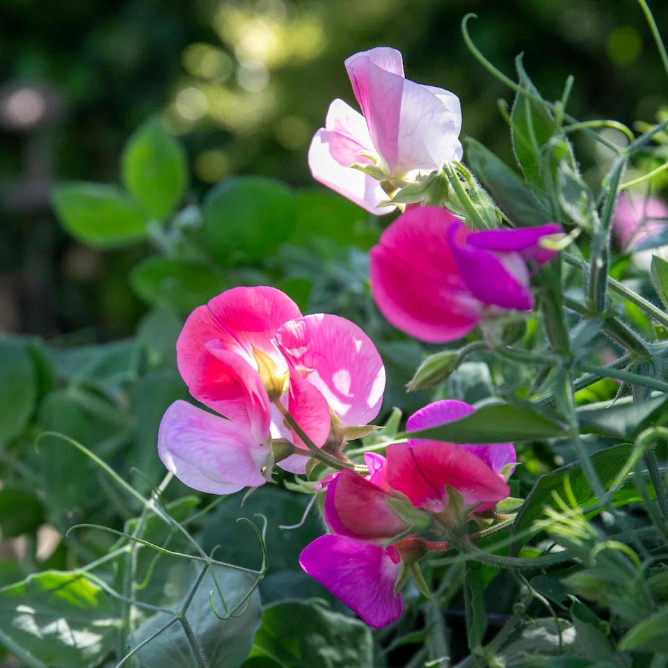 image 1 of Sweet Pea Cupid Mix | Multi | Mixed | Flower Seeds | 1