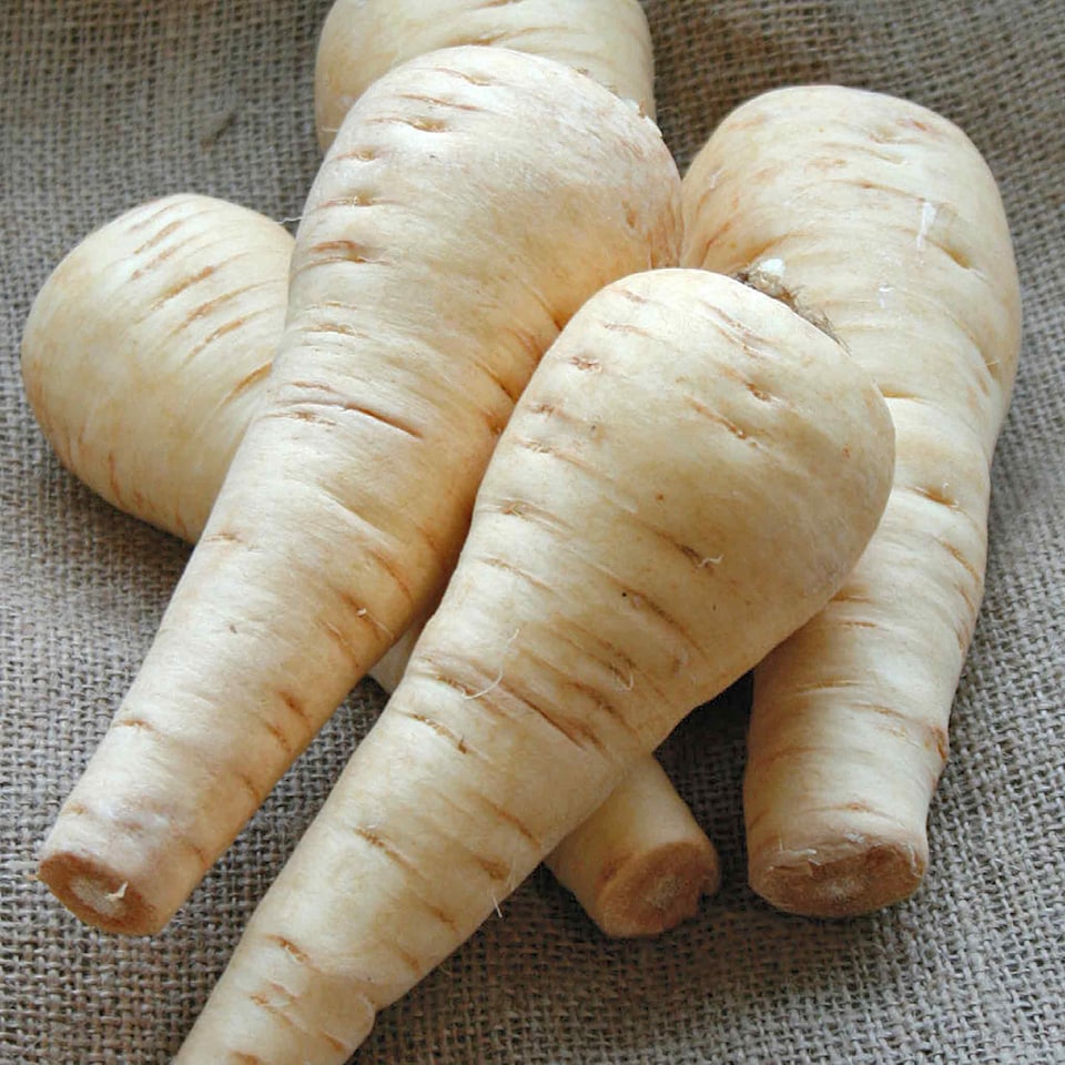 image 1 of Marshalls Garden Parsnip Seeds 'Albion' F1 - RHS AGM, 400 Seeds