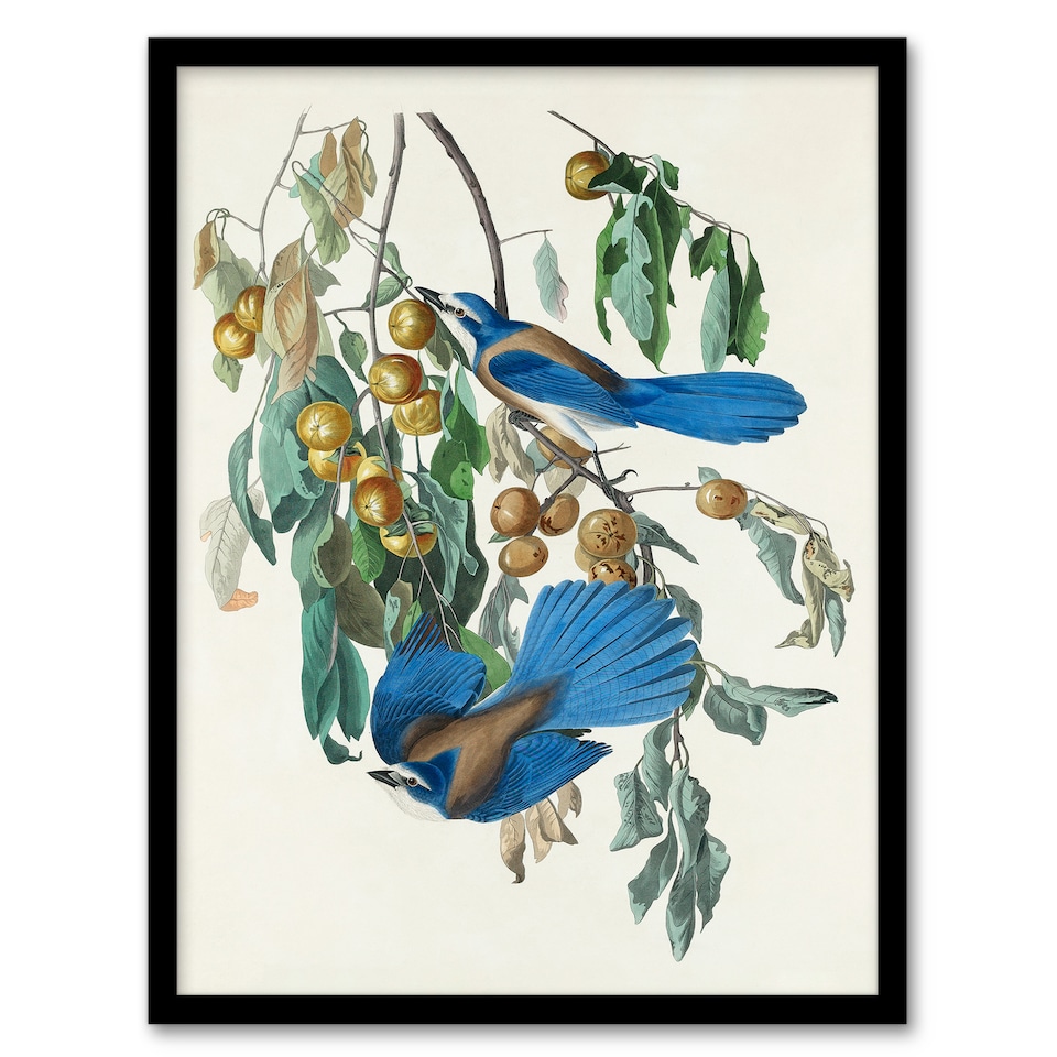 image 1 of John James Audubon Framed Wall Art Florida Jay and Persimmon Tree Home Décor