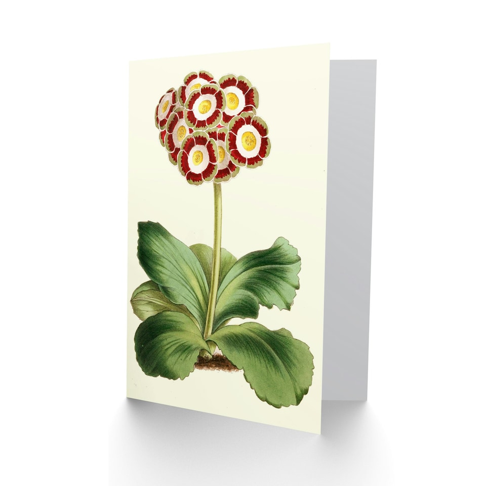 image 1 of Garden Flowers Andrews Auricula Vintage Botanical Art Card
