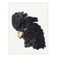 Head of a Black Cockatoo Watercolour Schouman Huge Wall Art Poster Print 24X32"