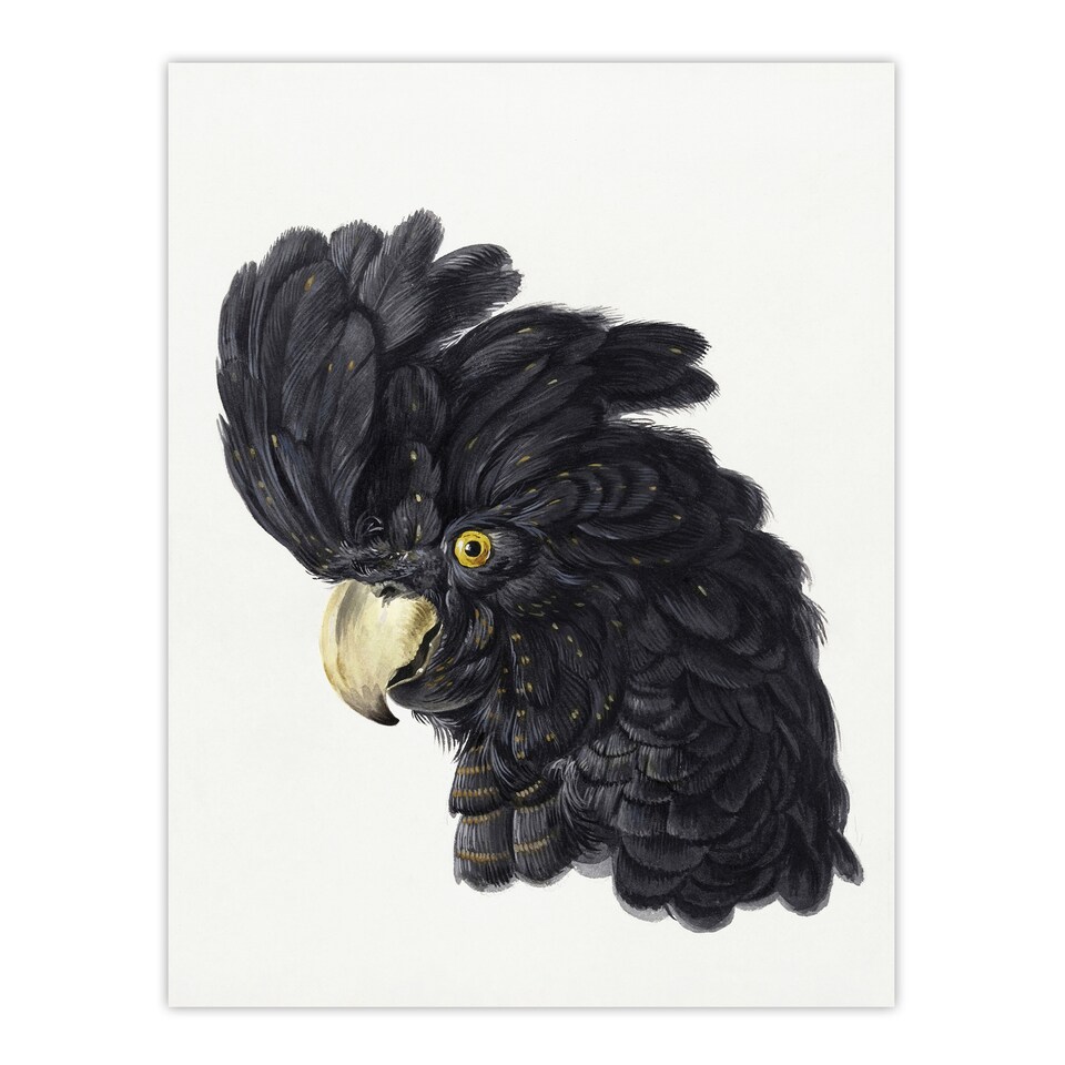image 1 of Head of a Black Cockatoo Watercolour Schouman Huge Wall Art Poster Print 24X32"