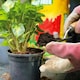 image 3 of Miracle-Gro Peat Free Houseplant Potting Mix - 10L